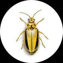 Elm Leaf Beetles