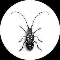 Asian Longhorned Beetles