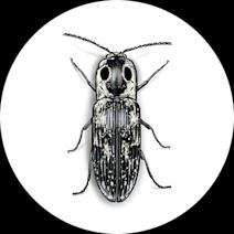 Click Beetles
