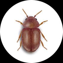 Cigarette Beetles