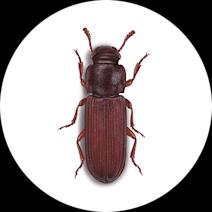 Flour Beetles