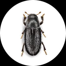 Common Pine Shoot Beetles
