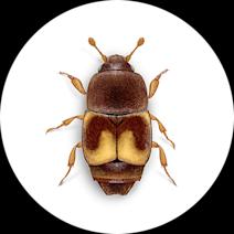 Dried Fruit Beetles