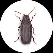 Furniture Beetles