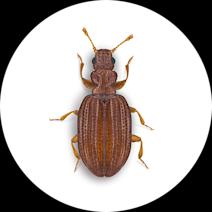 Plaster Beetles