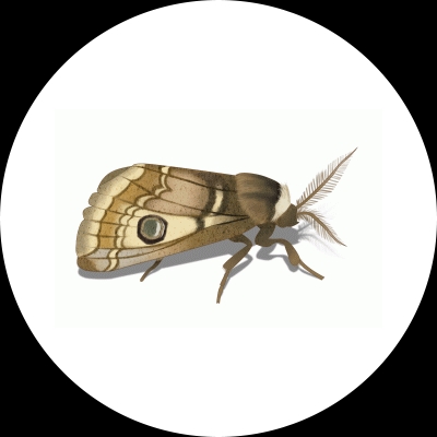 Moth Treatment