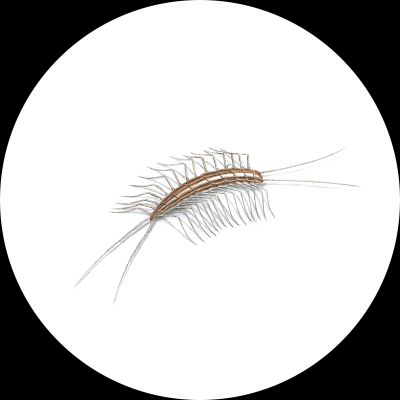 Centipede & Millipede Treatment