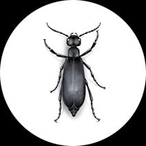 Blister Beetles