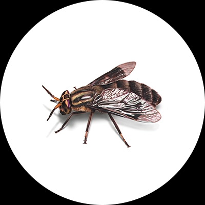 Fly illustration