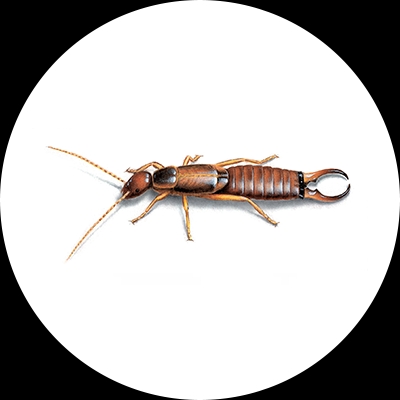 Earwig Treatment