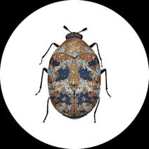 Carpet Beetles