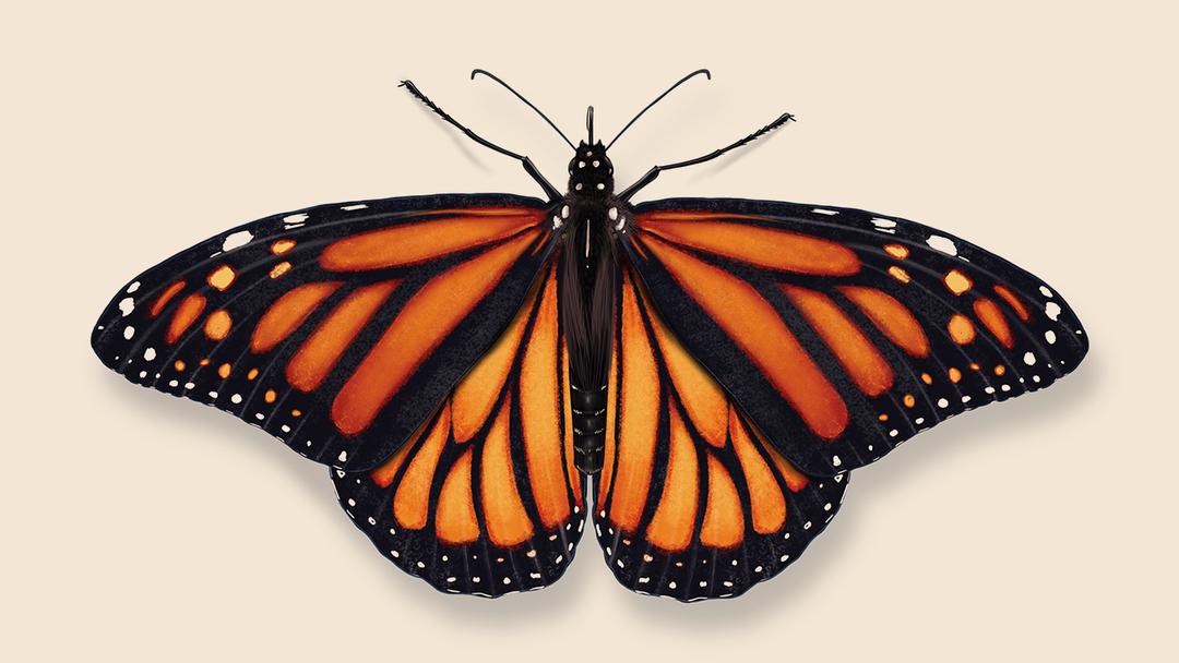 Monarch butterfly illustration