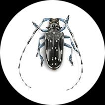 Citrus Longhorned Beetles