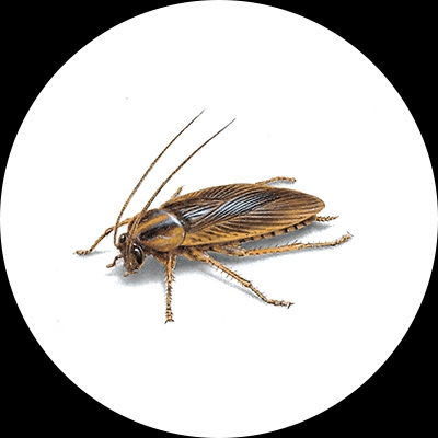 Cockroach Treatment
