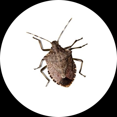 Stink Bug Treatment