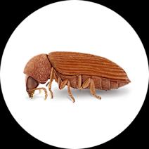 How to Identify Anobiid Powderpost Beetles