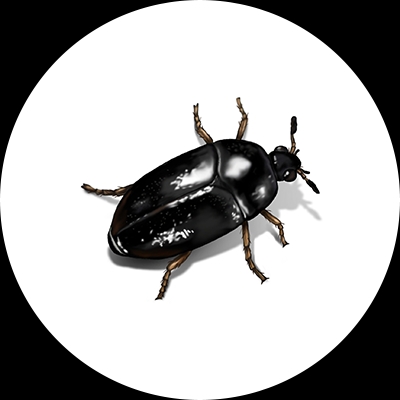 Beetle Treatment