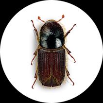 Get Rid of European Spruce Bark Beetles 