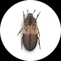 Larder Beetles