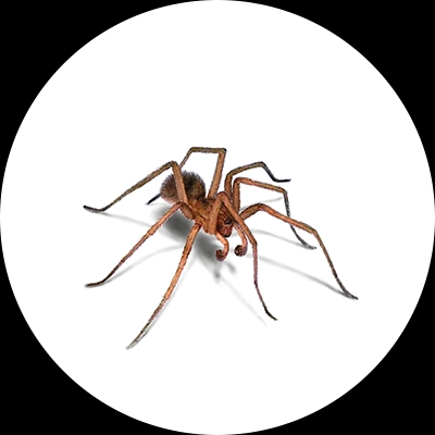 Spider Treatment