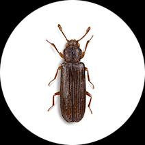 How To Identify & Get Rid Of Lyctids Powderpost Beetles