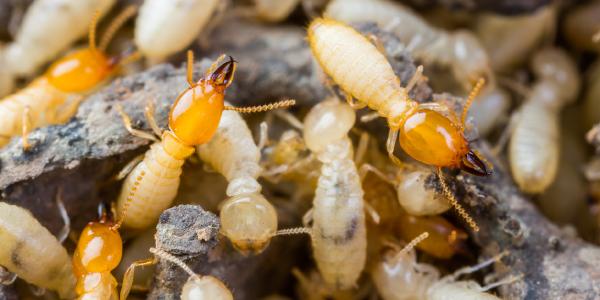 subterranean termite infestation close up