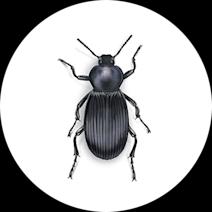 What are Stink Beetles? | Get Rid of Stink Beetles