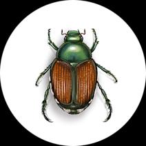 How to ID Japanese Beetles | Get Rid of Japanese Beetles