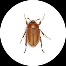 What are June Bugs? | June Bug Facts 