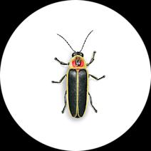 Firefly Life Cycle & Habitat | Lightning Bug Facts