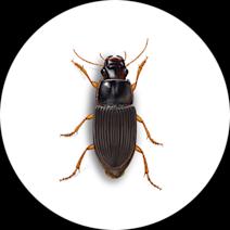 Ground Beetles