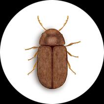 Drugstore Beetles